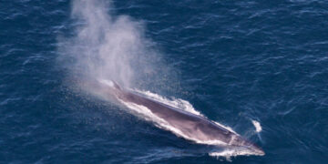 Trump Opens Marine National Monument in Atlantic to Commercial Fishing