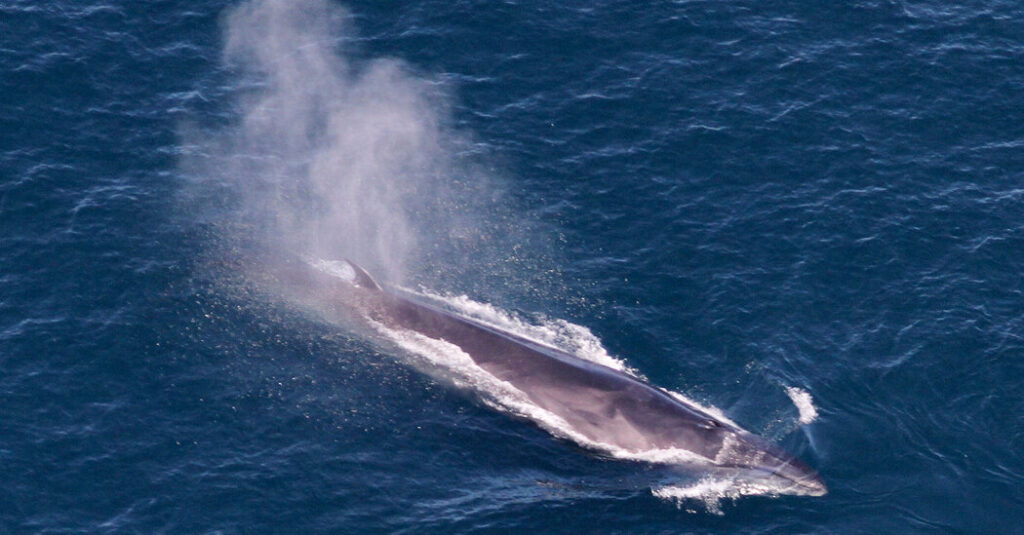 Trump Opens Marine National Monument in Atlantic to Commercial Fishing