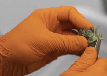 Psychosis Diagnoses Have Risen Among Young Canadians, Data Shows