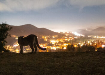 Can Mountain Lions Survive as Humans Close In?

California Is Trying to Find a Way.