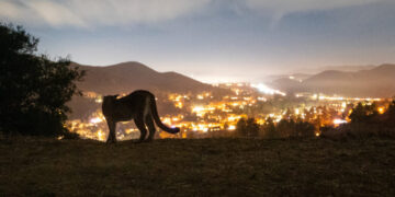 Can Mountain Lions Survive as Humans Close In?

California Is Trying to Find a Way.