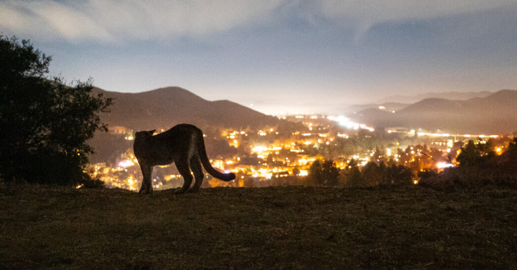 Can Mountain Lions Survive as Humans Close In?

California Is Trying to Find a Way.