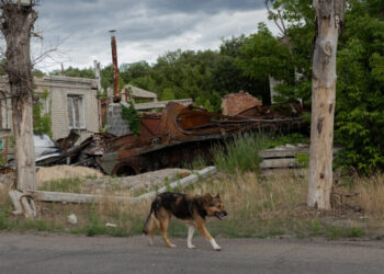 War Came to Ukraine and Its Dogs Are Not the Same