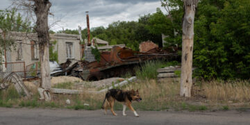 War Came to Ukraine and Its Dogs Are Not the Same