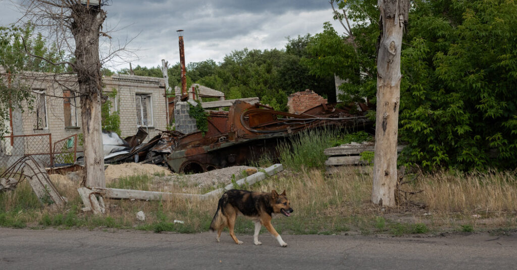 War Came to Ukraine and Its Dogs Are Not the Same