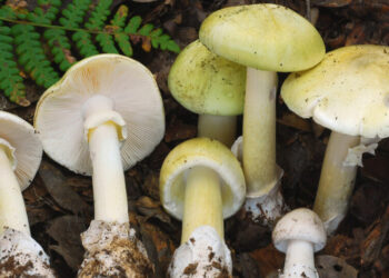 4 Dead in Mushroom Poisoning Outbreak in California