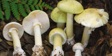 4 Dead in Mushroom Poisoning Outbreak in California