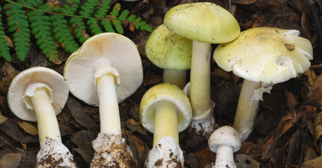 4 Dead in Mushroom Poisoning Outbreak in California