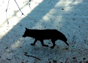 A Gray Wolf’s Visit to Los Angeles County Is a First in Nearly a Century