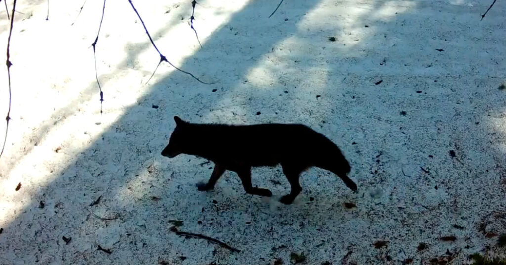 A Gray Wolf’s Visit to Los Angeles County Is a First in Nearly a Century