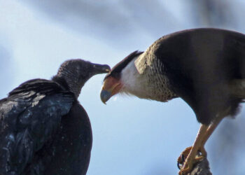 These Birds Are of Different Feathers, but They Flock Together