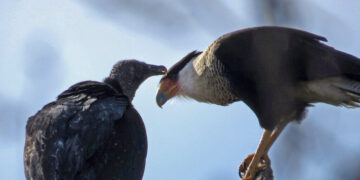These Birds Are of Different Feathers, but They Flock Together