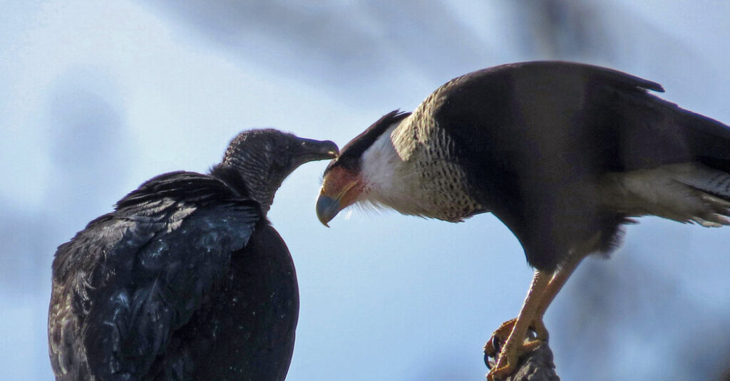 These Birds Are of Different Feathers, but They Flock Together