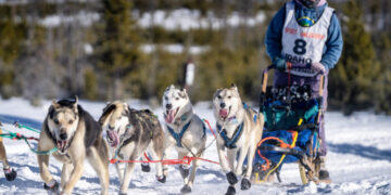 The Latest Victim of a Snowless West: Dog Sledding