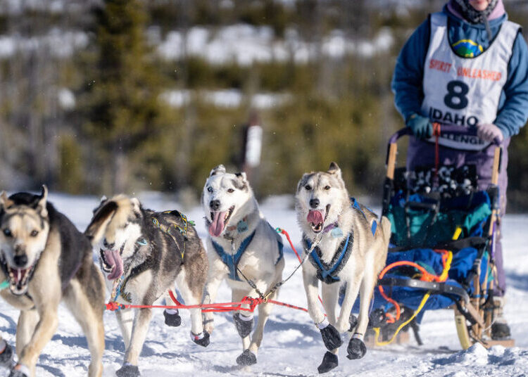 The Latest Victim of a Snowless West: Dog Sledding