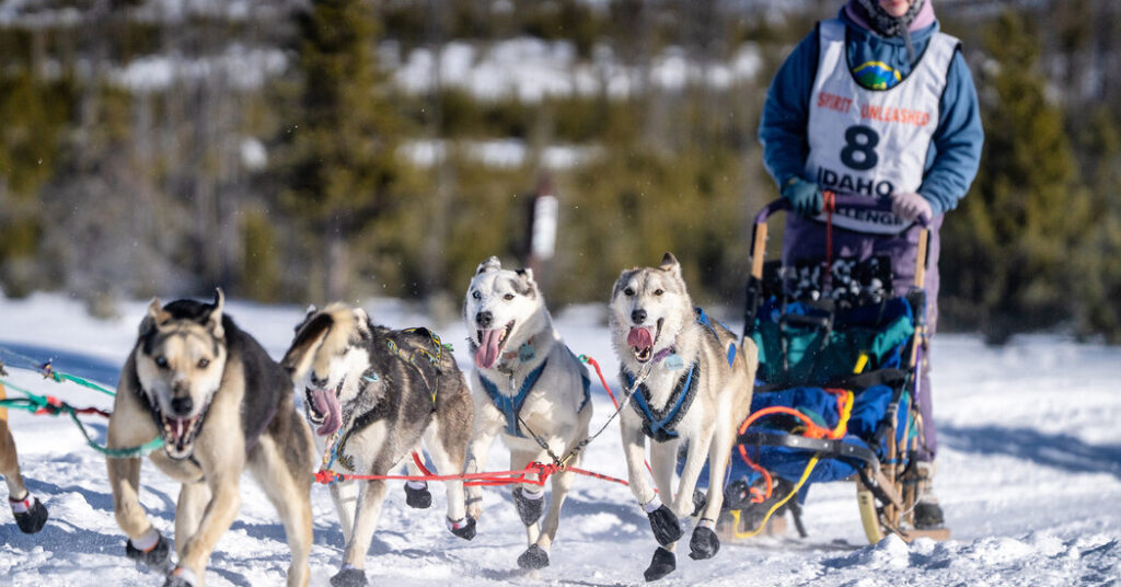 The Latest Victim of a Snowless West: Dog Sledding