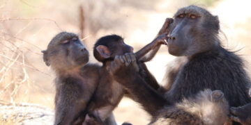 Baboon Sibling Rivalry Suggests Monkeys Feel Jealousy Like People
