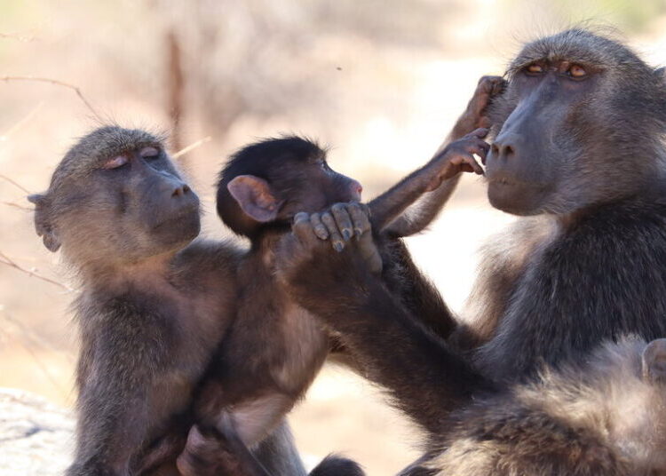 Baboon Sibling Rivalry Suggests Monkeys Feel Jealousy Like People