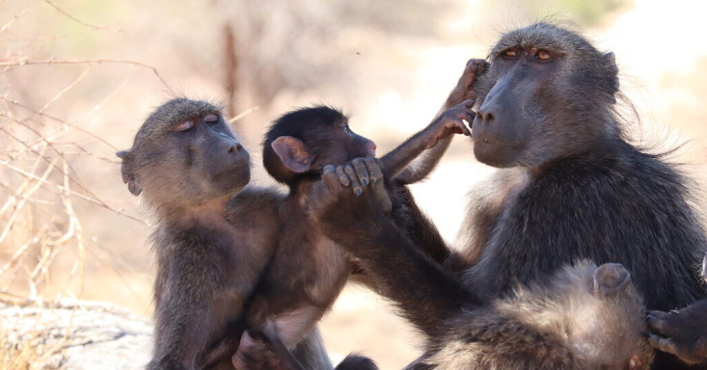Baboon Sibling Rivalry Suggests Monkeys Feel Jealousy Like People