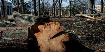 Across the South, Residents Grieve for Thousands of Storm-Ravaged Trees