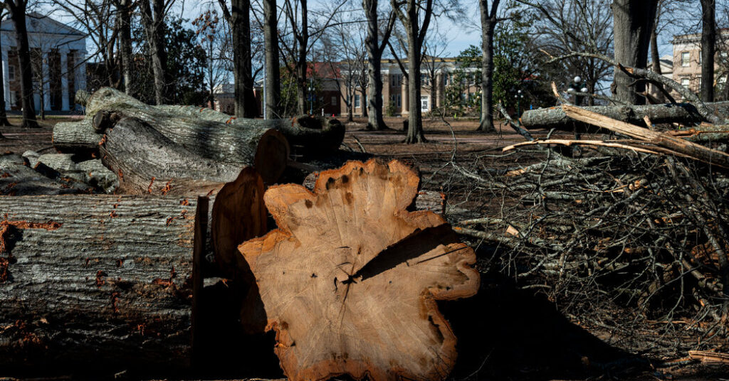 Across the South, Residents Grieve for Thousands of Storm-Ravaged Trees