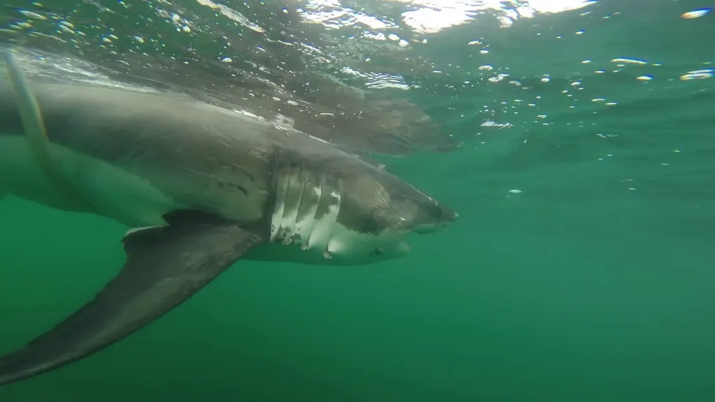 The 12-foot, nearly 1,000-pound female shark, known as 