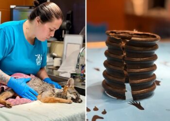 Californians band together to save wild fox with pipe stuck on its neck