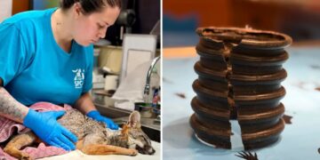 Californians band together to save wild fox with pipe stuck on its neck