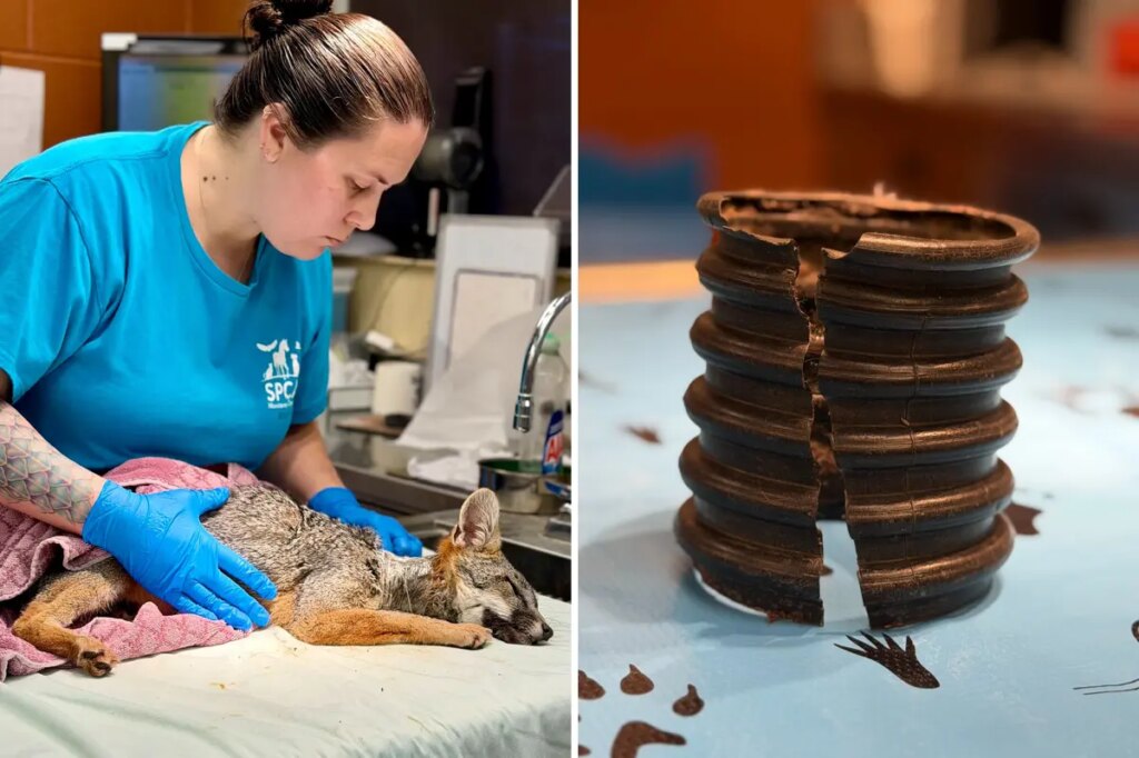 Californians band together to save wild fox with pipe stuck on its neck