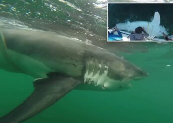 Massive great white shark detected by researchers off Mississippi coast in rare Gulf migration