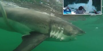 Massive great white shark detected by researchers off Mississippi coast in rare Gulf migration