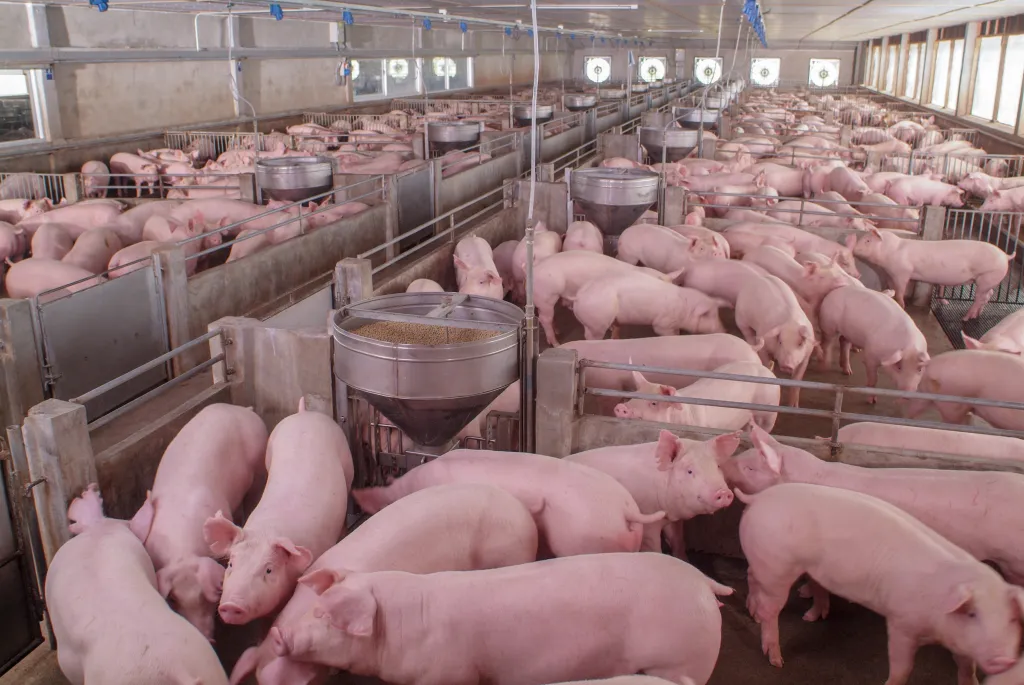 Large group of domestic pigs in a clean, indoor breeding farm.