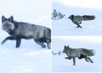 Highly elusive animal spotted for the first time ever in California mountains