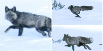 Highly elusive animal spotted for the first time ever in California mountains