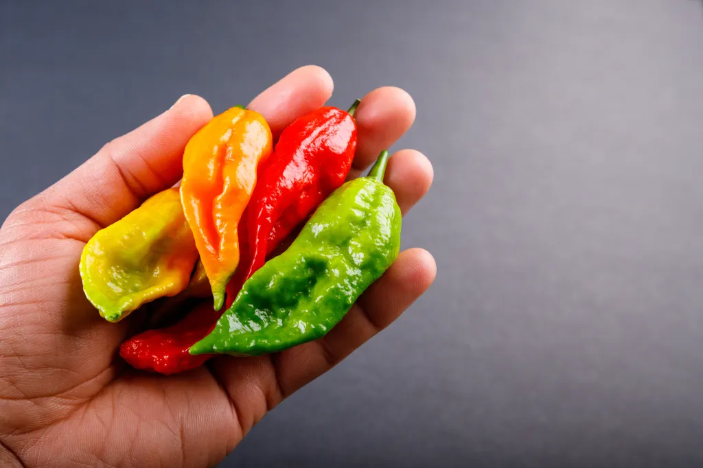 Hand holding five colorful ghost peppers in shades of yellow, orange, red, and green.