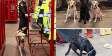 The elite Long Island K-9 unit who’ve been busting perps since they were pups: ‘A powerful deterrent’