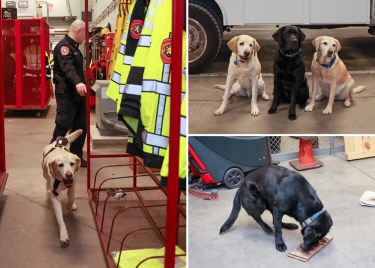 The elite Long Island K-9 unit who’ve been busting perps since they were pups: ‘A powerful deterrent’