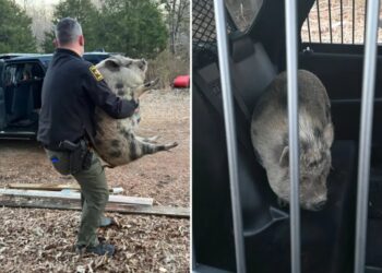 Giant runaway pig with ‘maximum confidence’ storms North Carolina home looking for savory treat
