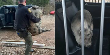 Giant runaway pig with ‘maximum confidence’ storms North Carolina home looking for savory treat