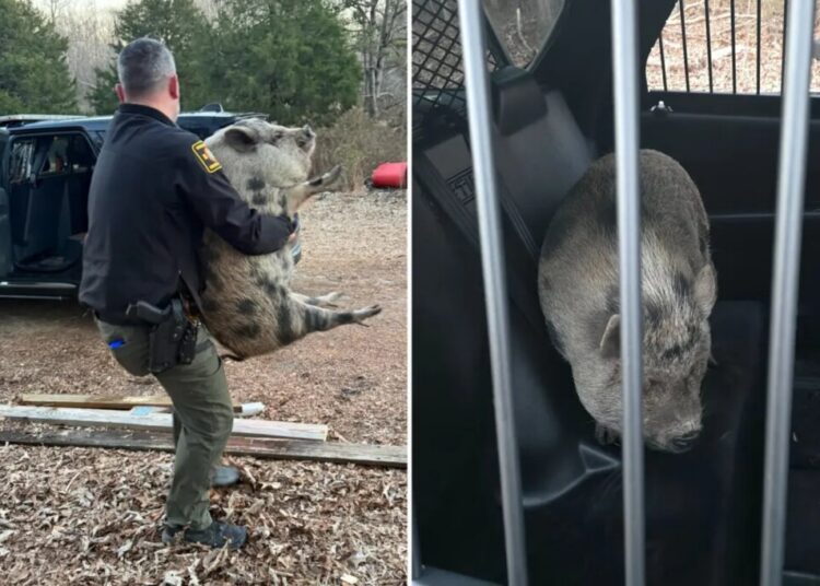 Giant runaway pig with ‘maximum confidence’ storms North Carolina home looking for savory treat