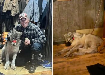 Wyoming hunter who tortured wolf, paraded injured animal in bar before killing it strikes sweetheart plea deal