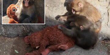 Punch and new pal cozy up to stuffed orangutan in heartwarming new video