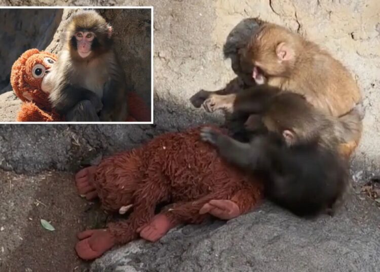 Punch and new pal cozy up to stuffed orangutan in heartwarming new video