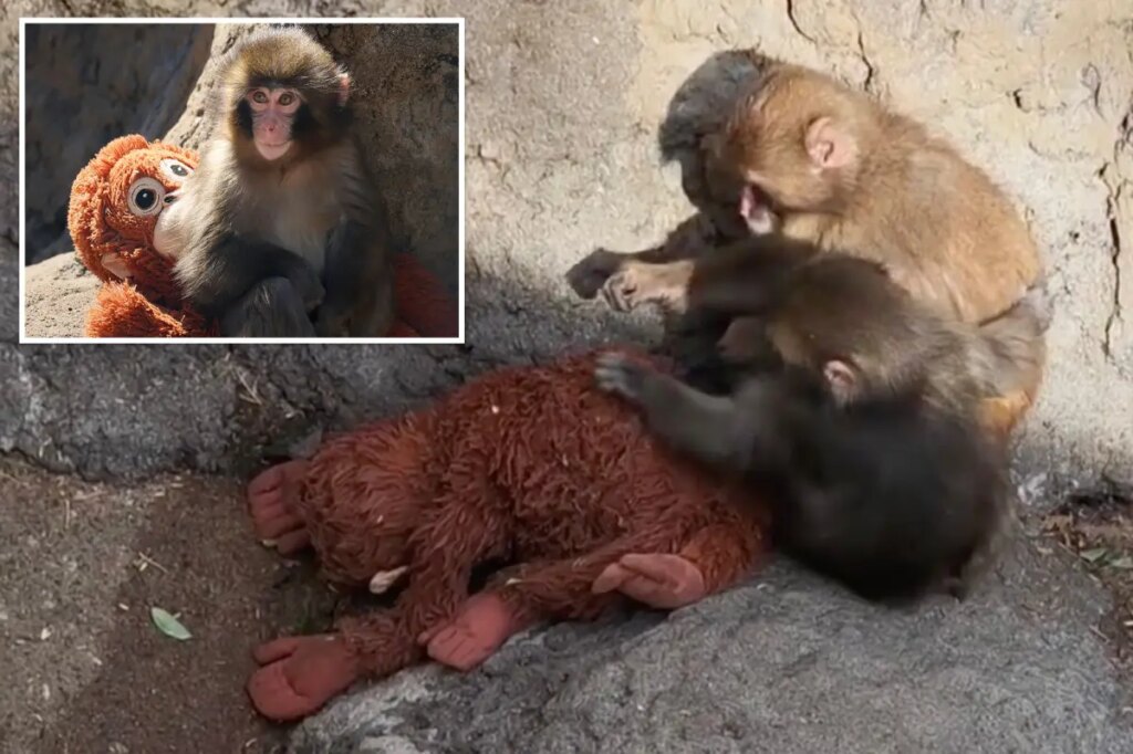 Punch and new pal cozy up to stuffed orangutan in heartwarming new video