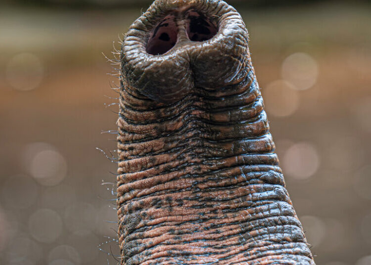 An Elephant Is Blind Without Its Whiskers