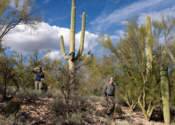 Tips Flood In, Prompted by Video of Suspect in Guthrie Kidnapping