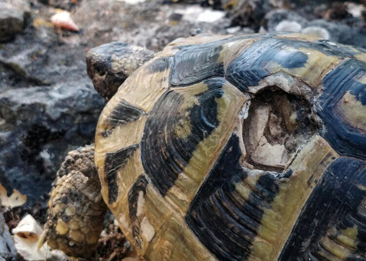 Constant Sexual Aggression Drives Female Tortoises to Walk Off Cliffs