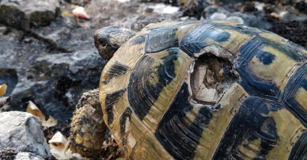 Constant Sexual Aggression Drives Female Tortoises to Walk Off Cliffs