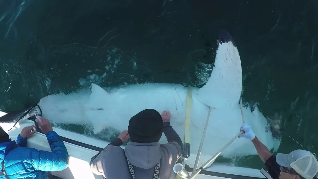 Researchers said the shark’s proximity to shore was notable and that it falls outside what they typically observe for great white sharks in the region.