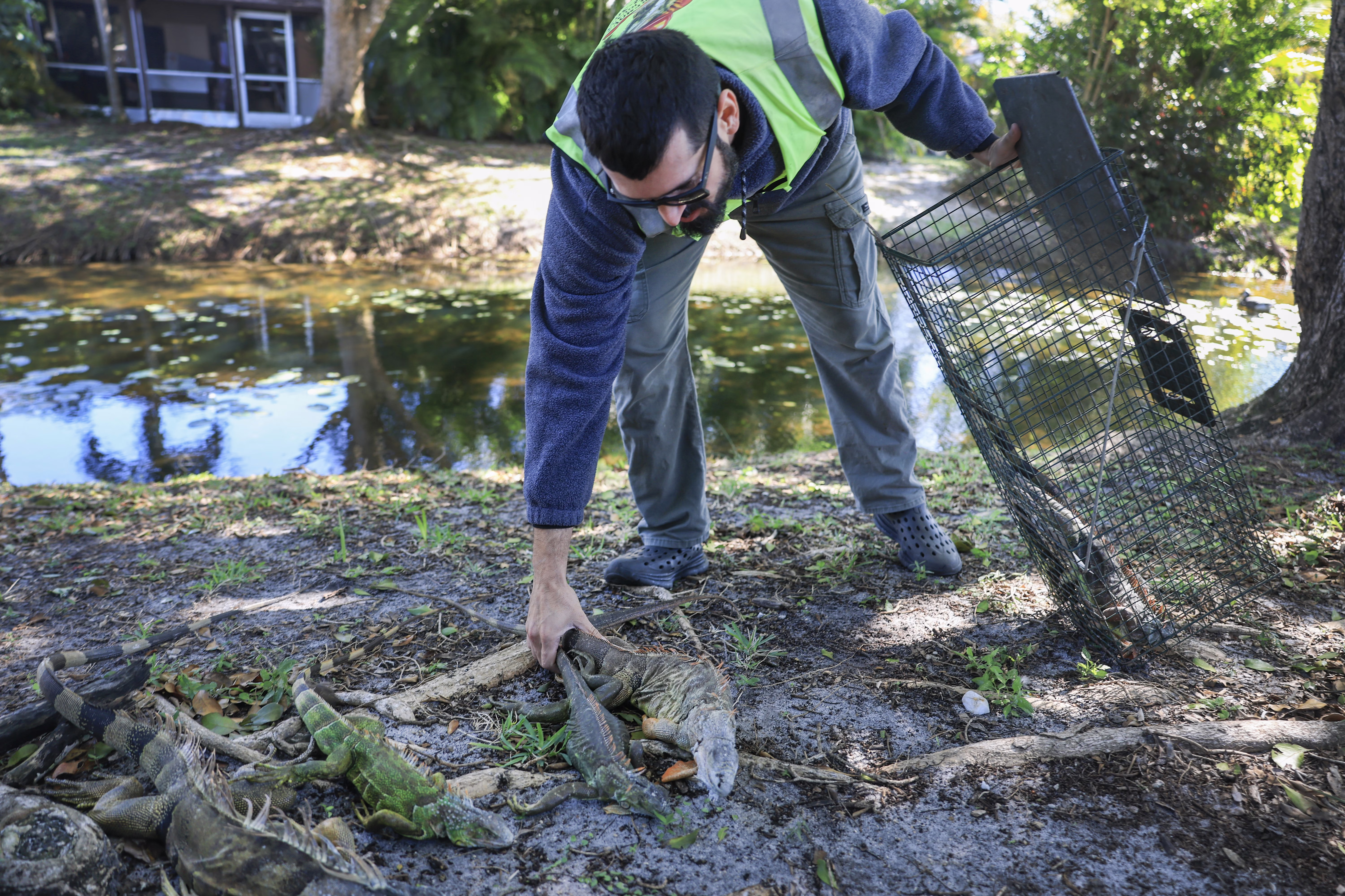 A man holding a trapping cage leans over to pick up several cold-stunned iguanas.